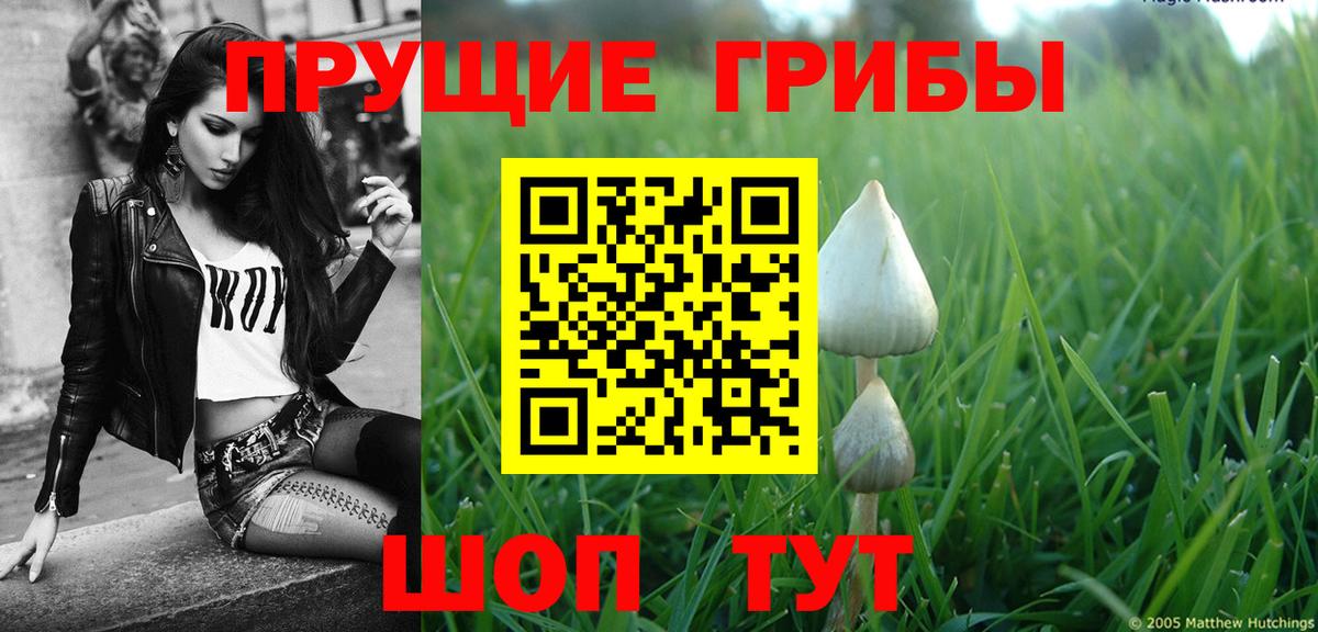 Псилоцибиновые грибы GOLDEN TEACHER  Вход с VPN  Отрадное  Галлюциногенные грибы мицелий 
